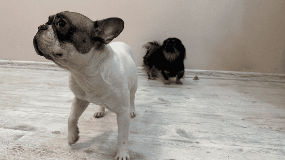 Разбухший ламинат от мочи пса